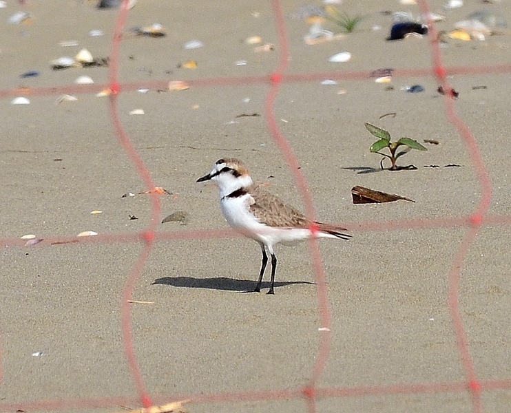 Charadrius alexandrinus - Fratino